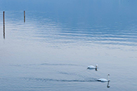 100 Years Karl Schiske / Gmunden