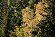 100 Years Karl Schiske / Groß Sölk