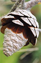 cone