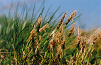 grass