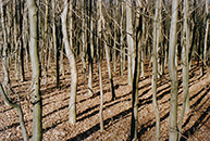 structure wood