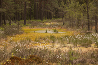 Moor Waldviertel